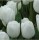 10PCS Tulip Bulbs (New Bulbs will Come in April, so tulip bulbs will be sent in April)