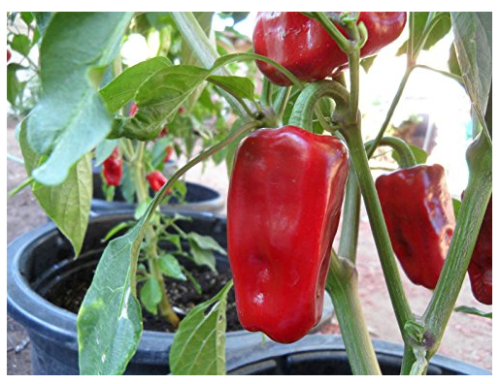 New Rare heirloom Aleppo pepper (pure strain) 25+ Fresh Organic Seeds