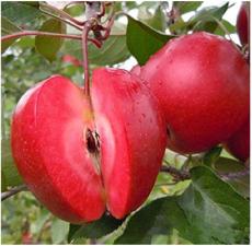 50 Pcs/Pack Red-Fleshed Apple Seeds Redlove Apple Fruit Tree Seed Garden Planting