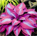 150Pcs/Pack Hosta Flower Seeds Garden Perennials Ornamental Lily Shade Hosta Plants Seeds - (Color: Purple)