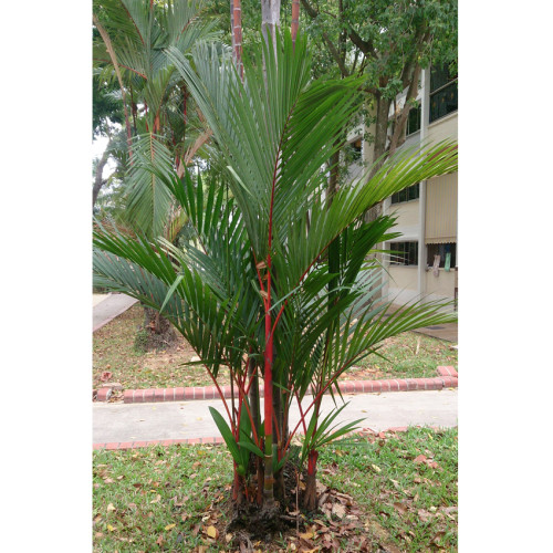 Lipstrick Palm Cyrtostachys seeds DL394C