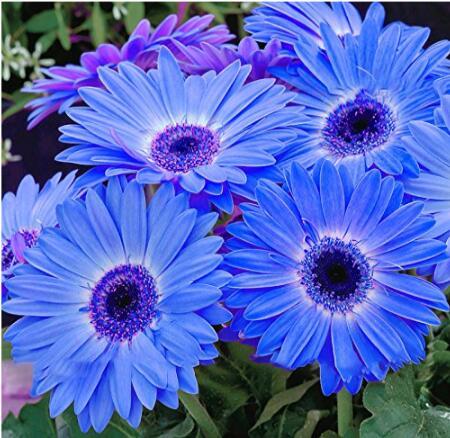100Pcs/Pack Gerbera Daisy Seeds Majorette Blue Halo Fragrant Bellis Flower Seeds