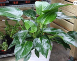 100 philodendron Seeds