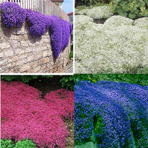 100pcs/bag Creeping Thyme Seeds or Blue ROCK CRESS Seeds - Perennial Ground cover flower ,Natural growth for home garden( Multi-colored)