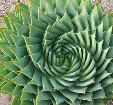 5 seeds African Spiral Aloe