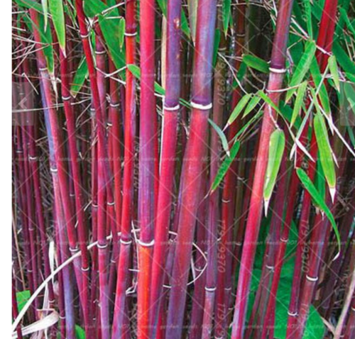 Moso red Bamboo Seeds 100+