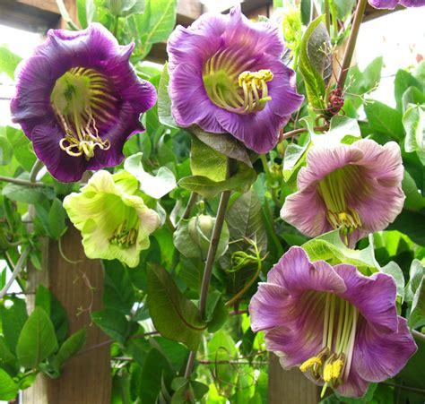 Cup And Saucer Vine Purple - 16 Seeds - Cobaea Scandens