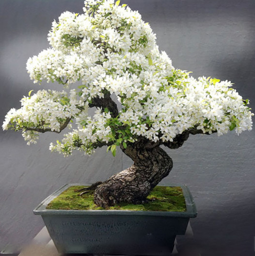 30 seeds / pack,white shower tree cassia bakeriana stunning apple blossom cassia,sow all year