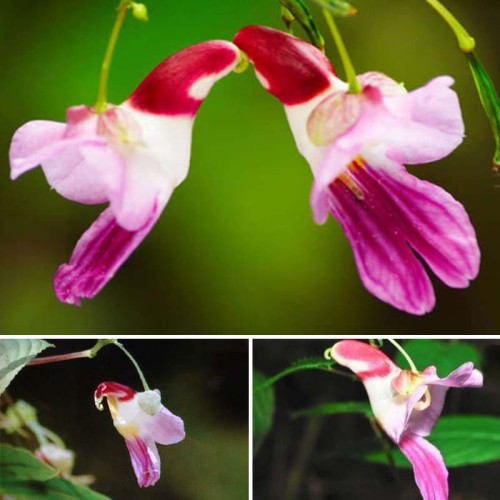 50pcs China Rare Parrot Orchid Flower Seeds World's Rare High Grade Bonsai Garden Home Seeds Semillas Loro Flores