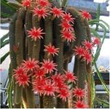 Hildewintera Aureispina Cactus Seeds  DL424C