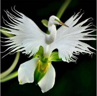 Orchid Seeds, Orchid Seed, 200pcs Japanese Egret Flowers Seeds White Egret Orchid Seeds Radiata Rare White Orchid Orchids Seeds, White Orchid Seeds