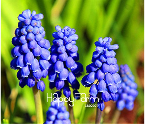 100 Pieces/Bag New Arrival!Blue Violet Purple Grape Hyacinth flower Seeds
