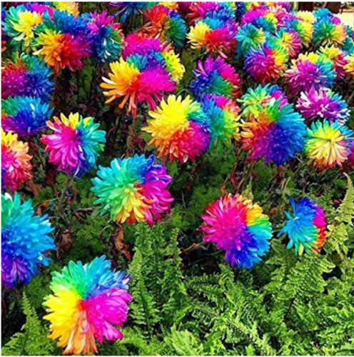 20Pcs Rainbow Chrysanthemum Flower Seeds
