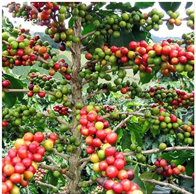 Heirloom Colorful Coffee Bean Plants, 10 + Seeds