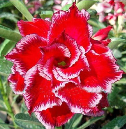 BELLFARM Adenium Fire Red 5-Layer Double Flowers with Pale White Edge Flower Seeds 20PCS Desert Rose