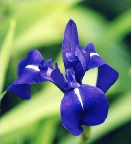 Iris Laevigata * Water Iris * Kakitsubata * Aqua Flower * Fresh Seeds * RARE  DL443C