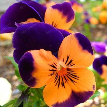 24 colors 100pcs/pack Mexican pansy seeds Wavy Viola Tricolor Flower Seeds bonsai potted plant