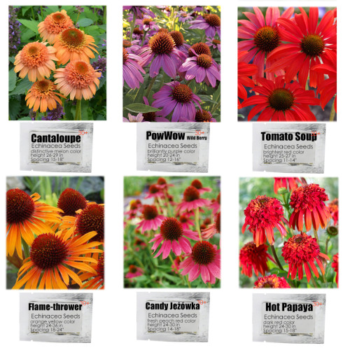 6 Packs Echinacea Purpurea Coneflower Seeds 6 Color Varieties Individual Packages