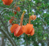 BELLFARM Passiflora Parritae Huge Tubular Blooming Orange Red Flowers Seeds 15 Seeds Great for Garden