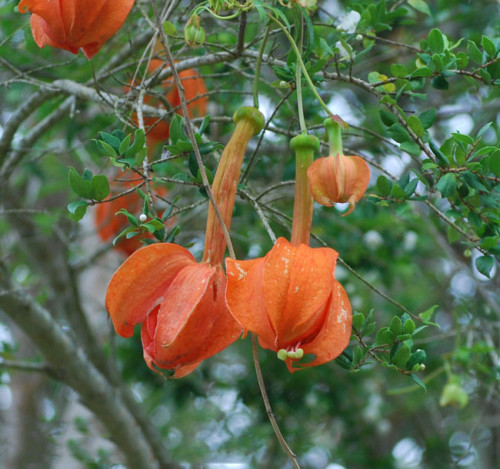 BELLFARM Passiflora Parritae Huge Tubular Blooming Orange Red Flowers Seeds 15 Seeds Great for Garden