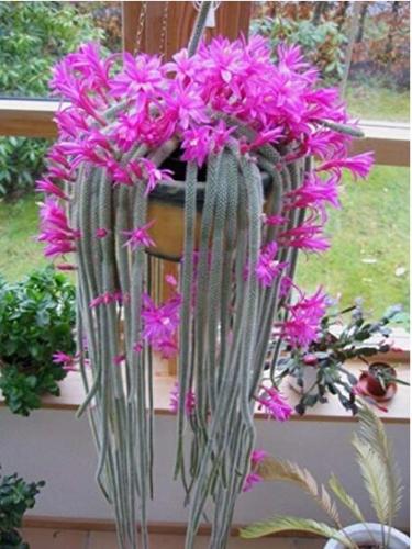 Cactus Seeds Pink Flowers 50 pcs/pack Aporocactus Flagelliformis Stunning Rat Tail
