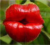 100PCS Rare Sexy Red Lip Flower Seeds Rare Seed