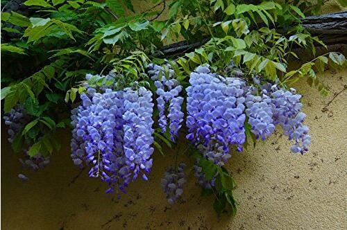 20PCS rare sky Blue moon wisteria tree seeds ,potted flower seeds ,outdoor perennial ornamental plants