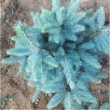 30PCS Colorado Blue Spruce Tree Seeds Picea pungens Fir Plant