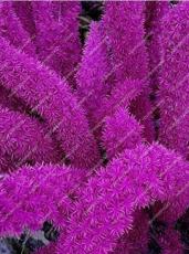 120PCS Purple Bamboo Foxtail Seeds
