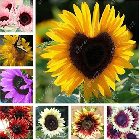 Mixed 10 Colors Sunflowers Seeds 40PCS