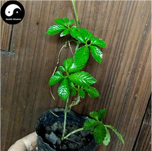 100pcs Plant Herb Jiaogulan Grow Medicine Herbs Tea