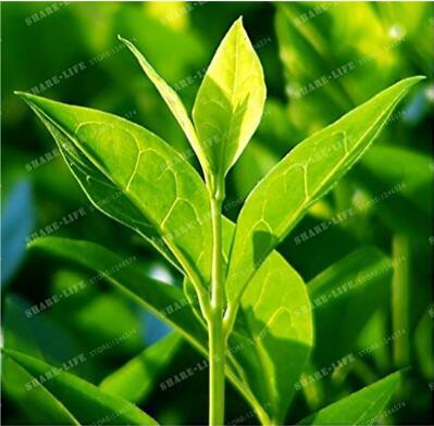 New Crop Chinese Green Tee Tree 10+ Seeds - Camellia Sinenis