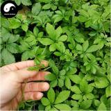 100pcs Plant Herb Jiaogulan Grow Medicine Herbs Tea