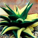 100pcs Succulents Seed Plant,Aloe Vera Seeds,Beauty Edible Cosmetic Bonsai Plants Seeds