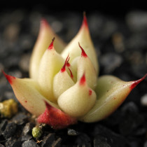 Echeveria Agavoides Seeds, E. agavoides Ebony Salitrera / Ebonyi / V La Virgin / V Multifida; V Contepec / Villa Zaragoza / Prolifera / Romeo / Corderoyi