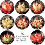 Echeveria Agavoides Seeds, E. agavoides Ebony Salitrera / Ebonyi / V La Virgin / V Multifida; V Contepec / Villa Zaragoza / Prolifera / Romeo / Corderoyi