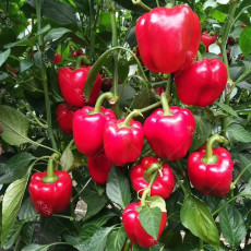 BELLFARM Giant Sweet Pepper Seeds 200PCS Rose Red Black Yellow White Capsicum Vegetables High Yield