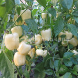BELLFARM Giant Sweet Pepper Seeds 200PCS Rose Red Black Yellow White Capsicum Vegetables High Yield