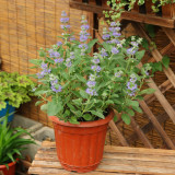BELLFARM Agastache Rugosa 100PCS Seeds Korean Indian Mint Blue Licorice Purple Giant Hyssop