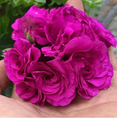 10PCS Rare Purple Rose Geranium Seeds Double Pelargonium Flowers