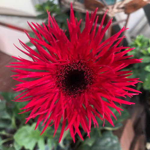 BELLFARM Rose Red Gerbera Spider Daisy Double Flowers Seeds Ornamental Tender Perennial Plant