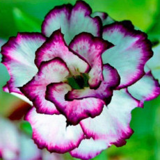 BELLFARM Adenium Desert Rose Seeds 3-Layer White Petals with Blackish Purple Thick Edge