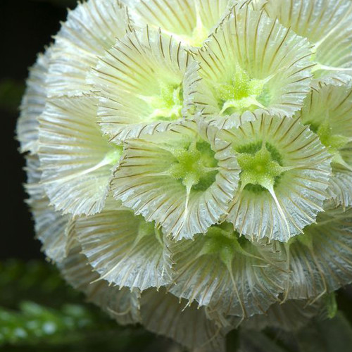 3PCS Scabiosa stellata Seeds Starflower Pincushions Can be used as Cut Flowers