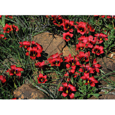Rare Romulea amoena Seeds South African Crocus Seeds Carmine Red Flowers