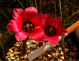 Rare Romulea amoena Seeds South African Crocus Seeds Carmine Red Flowers
