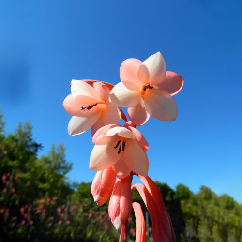 South Africa Rare Watsonia Seeds Pinkish Orange Rare Petals Flowers