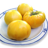 Dixie Golden Giant Tomato Seeds Yellow Big Tomato Fruits Beefsteak Tomatoes Lycopersicon esculentum