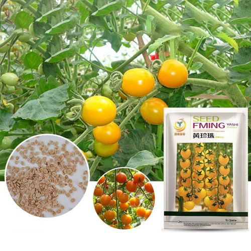 High Yield 'Yellow Pearl' Golden Bright Yellow Round Truss Cherry Tomato Seeds Original Pack 100 Seeds