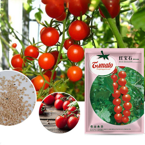 'Star Ruby' Small Round Red Truss Cherry Tomato Seeds Original Pack 200 Seeds