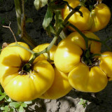 Dixie Golden Giant Tomato Seeds Yellow Big Tomato Fruits Beefsteak Tomatoes Lycopersicon esculentum